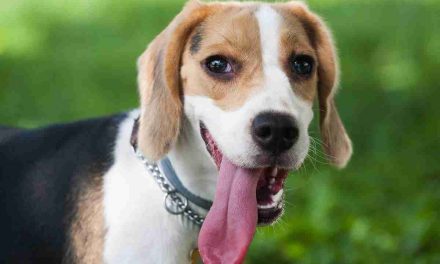 Sai perchè il tuo cane tira di continuo la lingua fuori? Ecco i 4 motivi