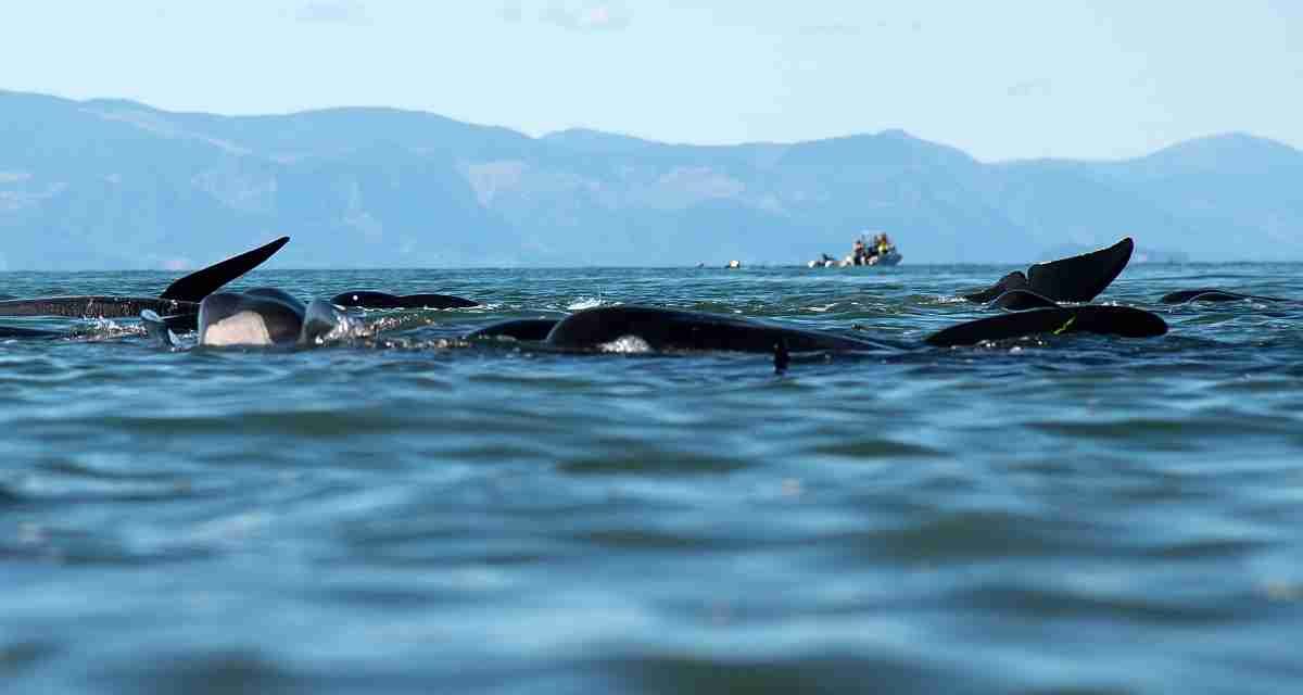 Barca contro balena in Nuova Zelanda: diventa una strage, ecco cosa è accaduto