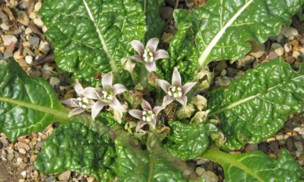 Mandragora pianta velenosa: cosa comporta se si mangia, persone avvelenate, venduta per spinaci, Pozzuoli, come riconoscerla